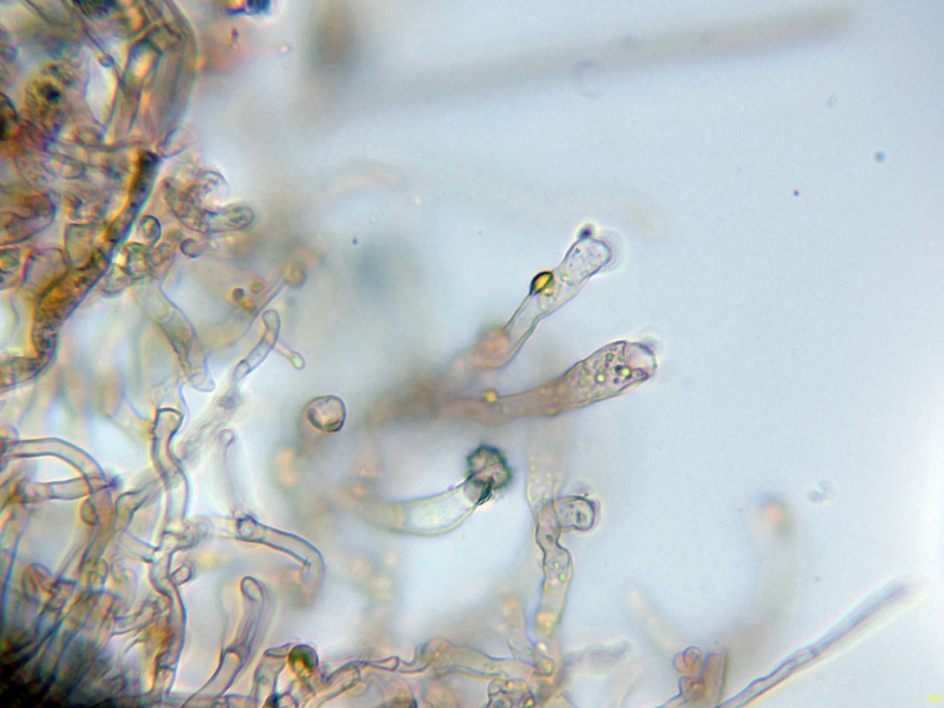 Microscopía de Tomentella punicea - 10 - Basidio-002